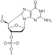 Bio-Synthesis Inc. Oligo Structure